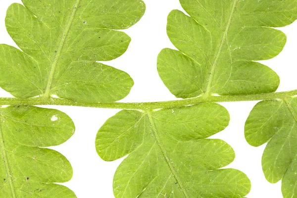 Hoja verde aislada sobre fondo blanco — Foto de Stock