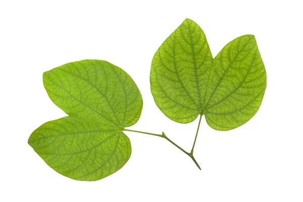 Hoja verde aislada sobre fondo blanco — Foto de Stock