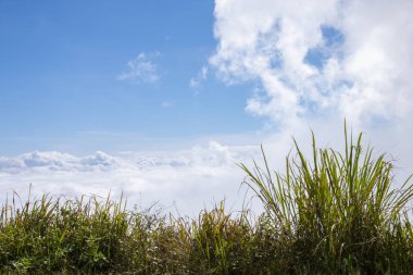 yeşil çimen ve mavi gökyüzü bulutlu.