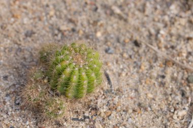 kum kaktüs bitki.
