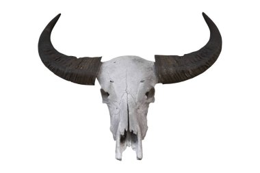 Beyaz arka plan kırpma yolları üzerinde izole Buffalo