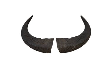 Beyaz arka planda yalıtılmış Buffalo Horn-kırpma yolları