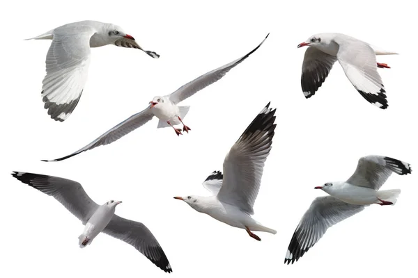 Ensemble de mouettes volant isolées sur fond blanc — Photo