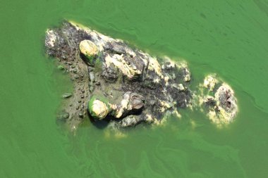 Yakın çekim bir timsah kafa 