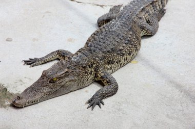 yakın - bir timsah kadar.