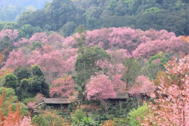 Tayland pembe sakura