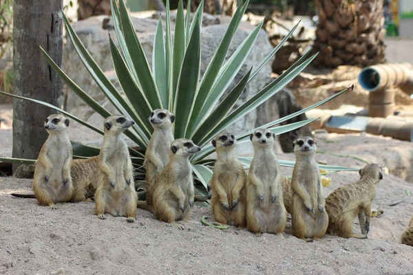 Famiglia di suricati — Foto Stock