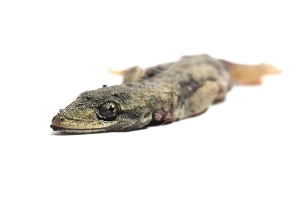 Dead Common wall lizard — Stock Photo, Image