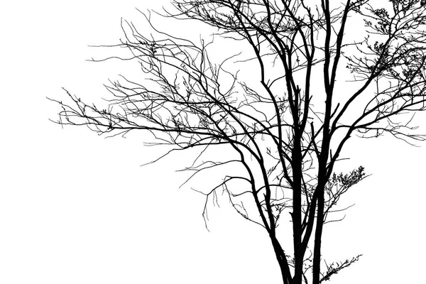 Dead tree silhouette. — Stock Photo, Image