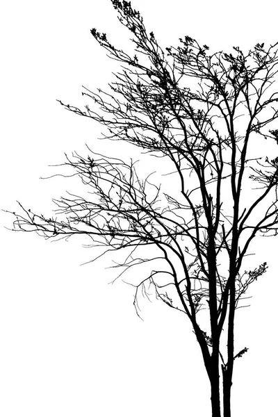 죽은 나무 실루엣. — 스톡 사진