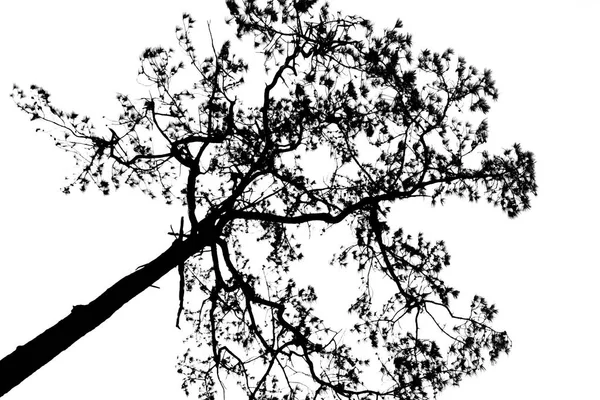 Πεθαμένο δέντρο σιλουέτα. — Φωτογραφία Αρχείου