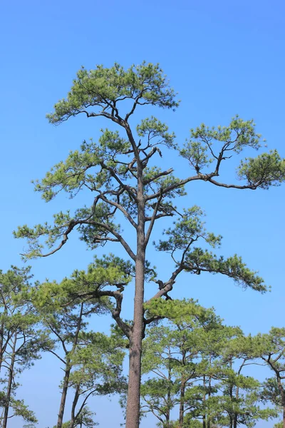 Floresta de pinheiros sob céu azul. — Fotografia de Stock