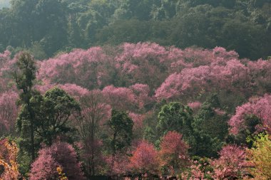 Sakura pembe çiçek (Kiraz çiçeği) chiang mai dağda, t
