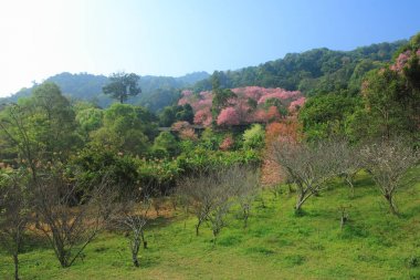 Sakura pembe çiçek (Kiraz çiçeği) chiang mai dağda, t