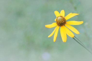 yumuşak odak yakın sarı çiçek