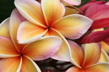 pembe çiçekler frangipani (plumeria)