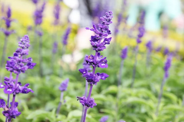 Flor de lavanda — Foto de Stock