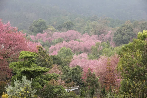 चिआंग माई में पहाड़ पर साकुरा गुलाबी फूल (चेरी फूल), टी — स्टॉक फ़ोटो, इमेज