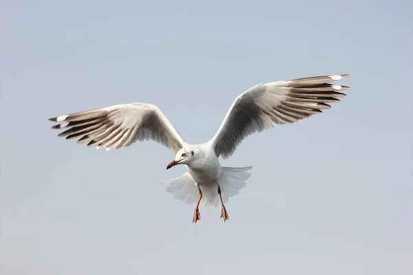 Mouette volant dans le ciel — Photo