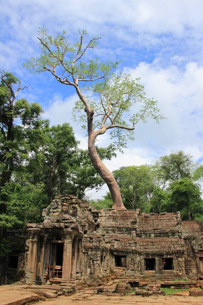 Obří strom na chrámu Ta Prohm v Angkor Wat (Siem Sklíd, Cambod — Stock fotografie