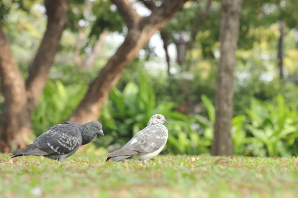 Птицы (голуби) на травяном поле . — стоковое фото