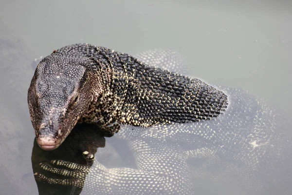 Monitor Lizard — Stock Photo, Image