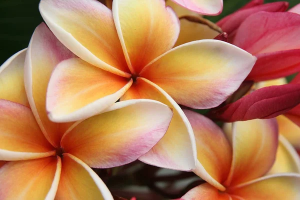 Rosa blommor frangipani (plumeria) — Stockfoto
