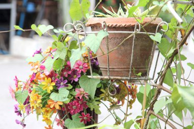 Tencerede çiçek ön bahçesinde