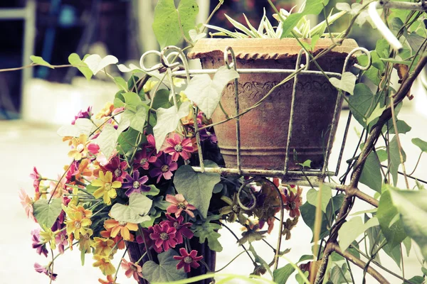 화기 앞 마당에 꽃 - 빈티지 스타일 — 스톡 사진