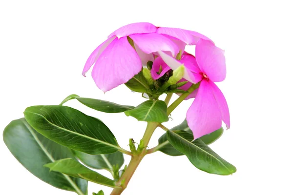 Hermosa flor rosa aislada sobre fondo blanco — Foto de Stock