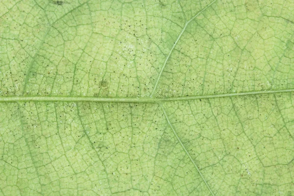 Yakın çekim yaprak yeşil arka planı için — Stok fotoğraf
