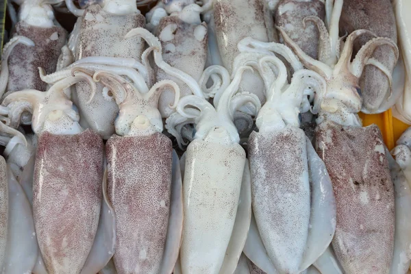 Fresh Squid on a market stall. — Stock Photo, Image