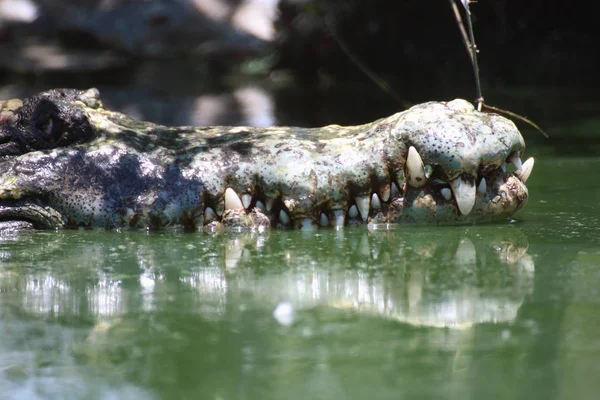 Krokodyl odpoczynku z zębami szczegóły — Zdjęcie stockowe