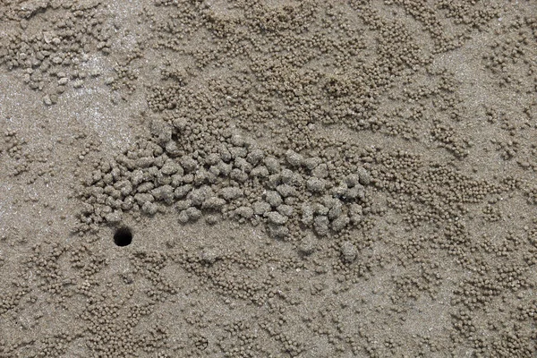 A tiny hole crab on sand. — Stock Photo, Image