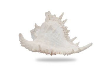 Beyaz arkaplanda deniz kabuğu izole.