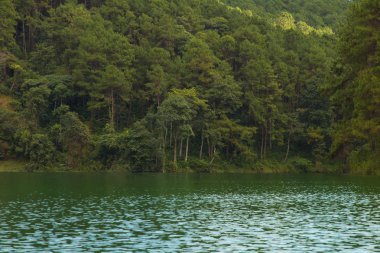 Göl kenarındaki ormanın sakin manzarası