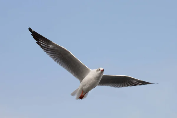 Meeuwen vliegen onder de blauwe hemel — Stockfoto