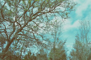 mavi gökyüzü arka plan ile ağaç dalı soyut - vintage tarzı