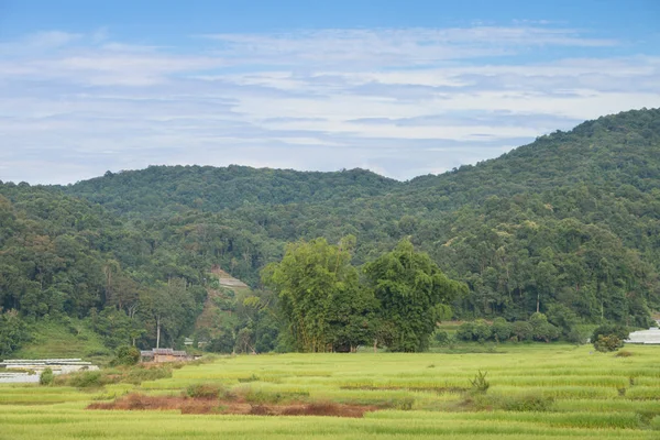 Grünes Reisfeld in Chiangmai, Thailand — Stockfoto