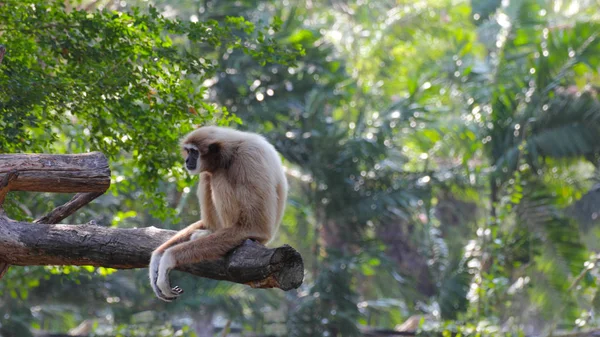 Gibón blanco sentado solo en la madera — Foto de Stock