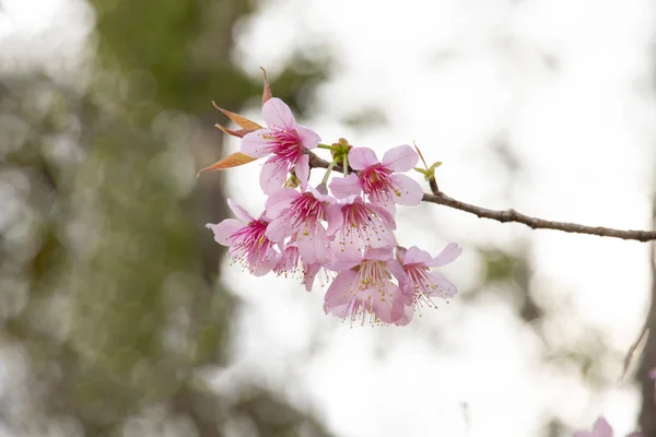 樱花开，樱花开在自然的背景上. — 图库照片