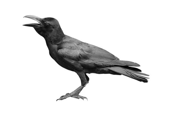 Carrion Crow 그림은 배경에 고립되어 — 스톡 사진