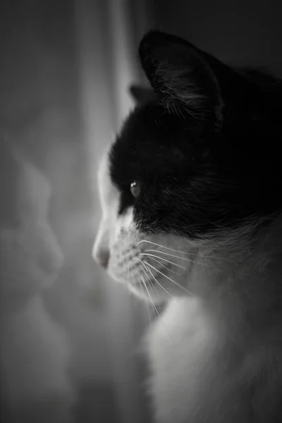 Γάτα Από Παράθυρο — Φωτογραφία Αρχείου