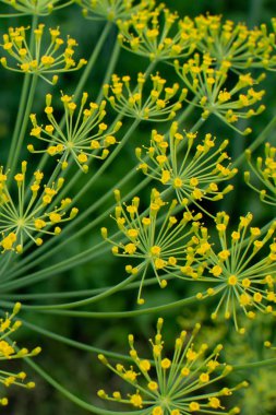 Dereotu şemsiye closeup bahçede çiçek açar