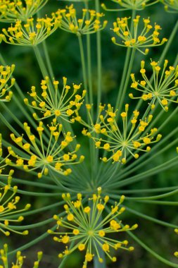 Dereotu şemsiye closeup bahçede çiçek açar