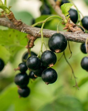 Bahçede kuşüzümü