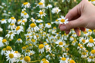 yararlı güzel eczane papatya açık havada yetişir