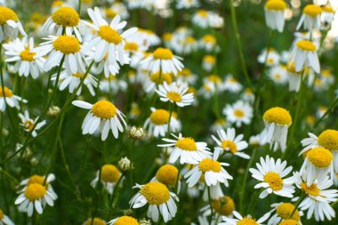 yararlı güzel eczane papatya açık havada yetişir