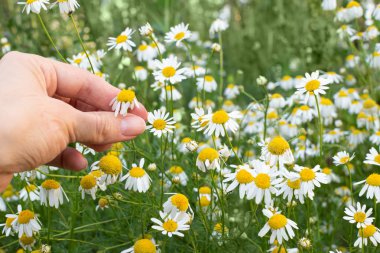 usefu beautifull eczane papatya açık havada yetişir