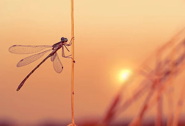 Libellule Sur Fond Coucher Soleil Gros Plan Regarde Dans Objectif — Photo